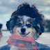 @ZReitano profile photo from Twitter
