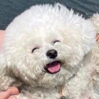 @apejunk1 profile photo from Twitter