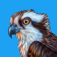 @0x_Osprey profile photo from Twitter
