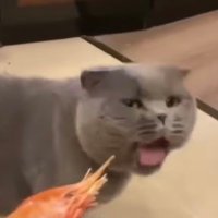 @Sebanimation98 profile photo from Twitter