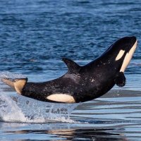 @AGIX_Orca profile photo from Twitter