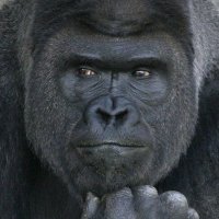 @vanSimpleton profile photo from Twitter