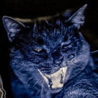 @Syll_ADA profile photo from Twitter