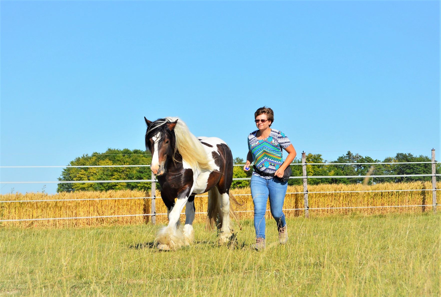 The avatar image for Les Chevaux Explorateurs