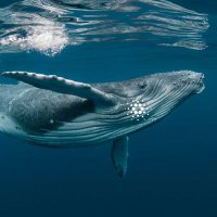 @Cardano_Whale_ profile photo from Twitter